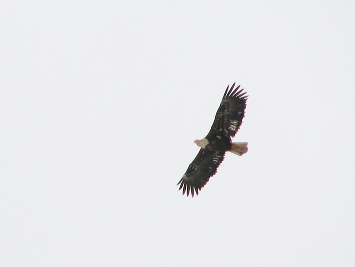 April 17th: American Bald Eagle Soaring Over West Juneau.